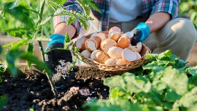 Eggshells