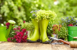 Gardening tools on a wooden table.