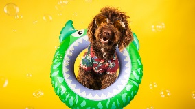 Summer Dog